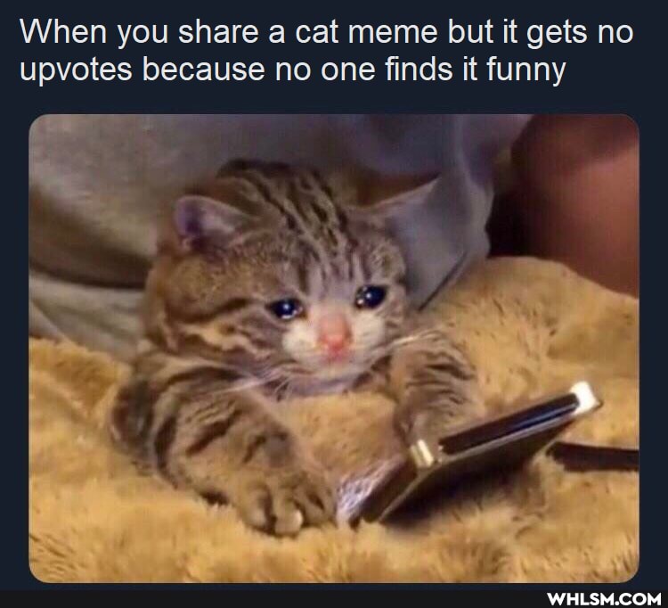 When you share a cat meme but it gets no upvotes because no one finds it funny