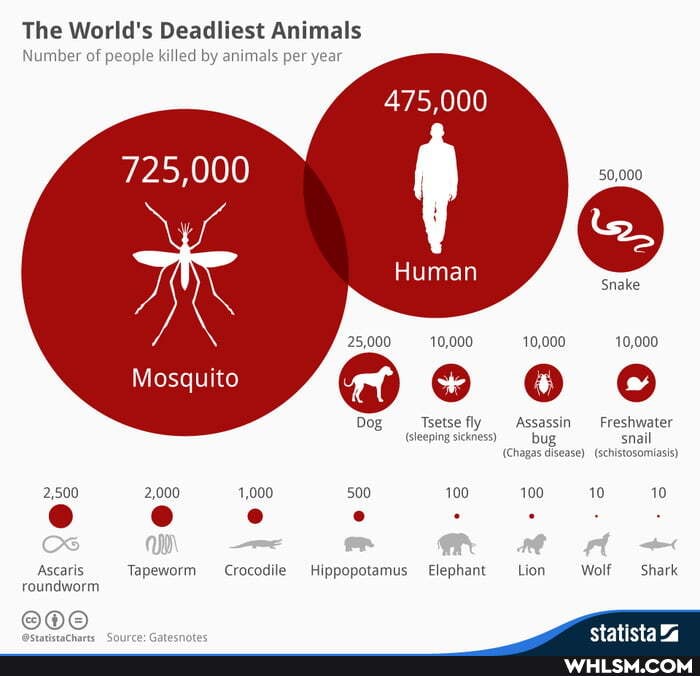 The World's Deadliest Animals
Number of
Number of le killed by animals per year
475,000
725,000 50,000
Snake
25,000 10,000 10,000 10,000
Tsetse fly Assassin Freshwater
(sleeping sickness) bug snail
(Chagas disease) _(schistosomiasis)
Mosquito
2,500 2,000 1,000 500 100 100 10 10
Ascaris Tapeworm Crocodile Hippopotamus Elephant -_Lion Wolf Shark roundworm
