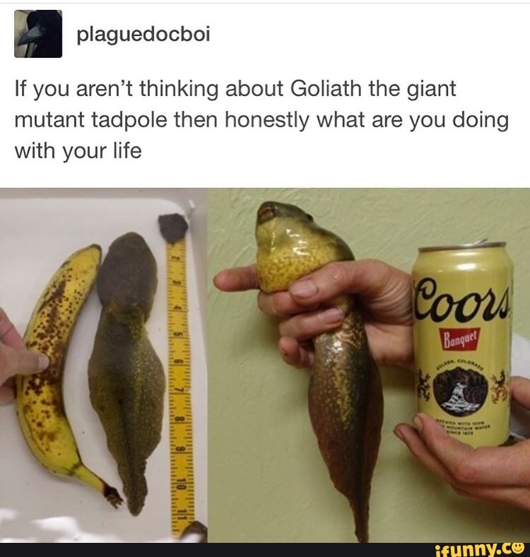 If you aren't thinking about Goliath the giant
mutant tadpole then honestly what are you doing
with your life