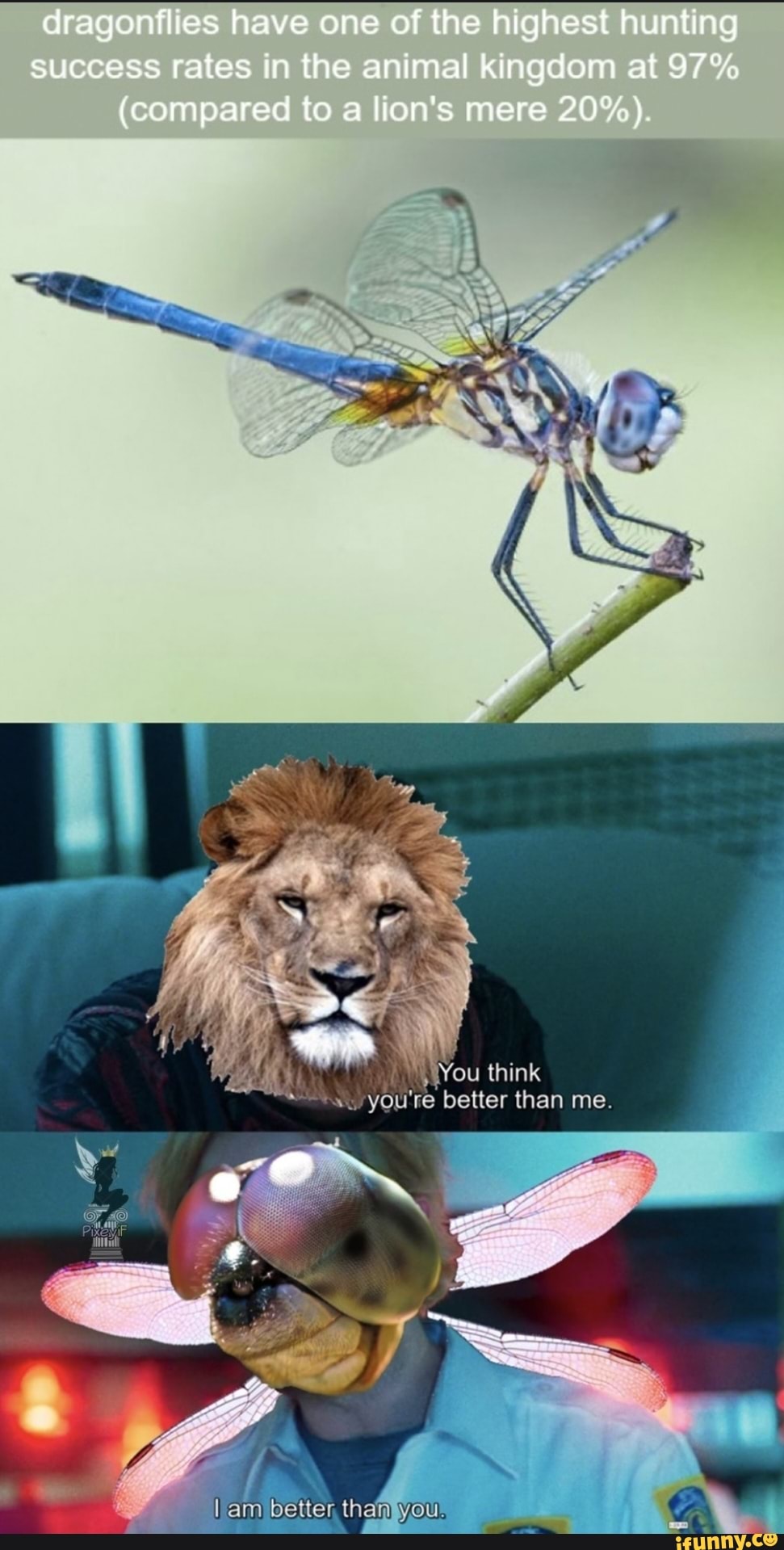 Dragonflies have one of the highest hunting success rates in the animal