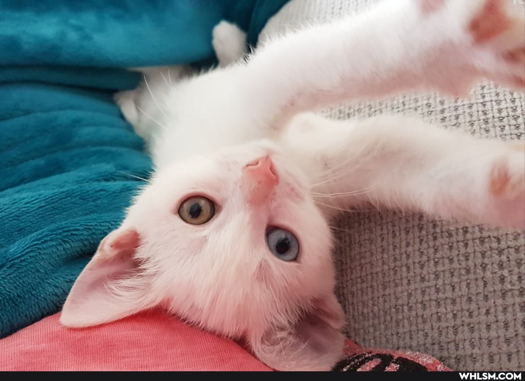 cat, kitten, baby_animals, no_concept_of_personal_space, chicken_nuggies_for_everyone