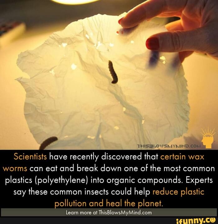 Scientists have recently discovered that certain wax worms can eat and break down one of the most common plastics (polyethylene) into organic compounds. Experts
say these common insects could help reduce plastic
pollution and heal the planet.
[earn more af