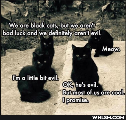 We are black cats, but we
Iim a little bit evil'
evil.
Meow
he's evil.
of us