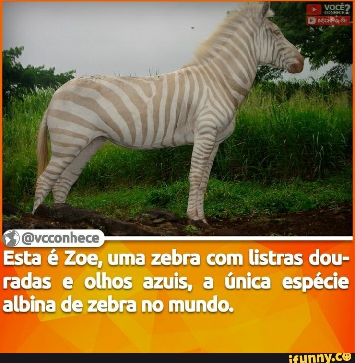Esta é Zoe, uma zebra com listras dou- radas e olhos azuis, a única espécie albina de zebra no mundo.