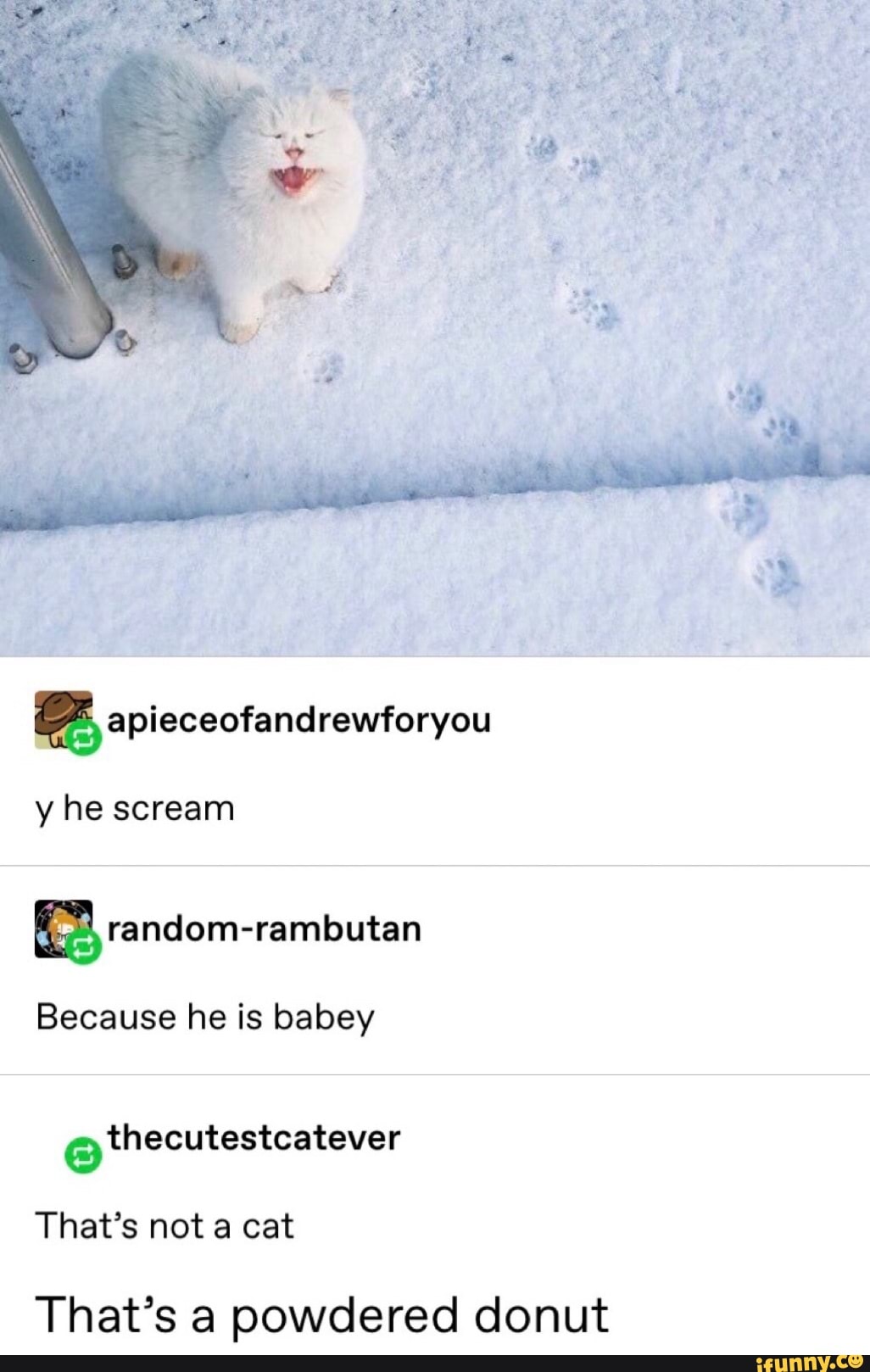Because he is babey That’s not a cat That’s a powdered donut iFunny