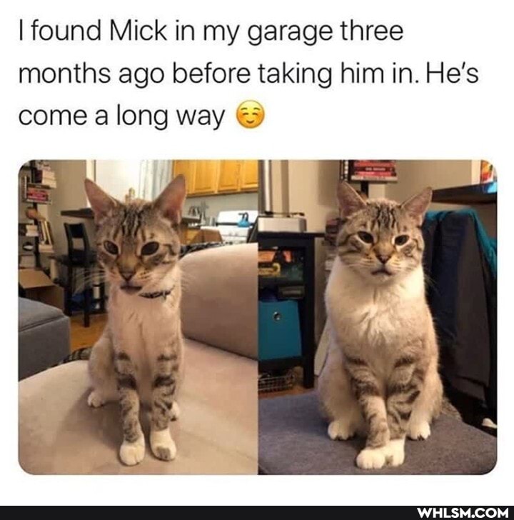 I found Mick in my garage three months ago before taking him in. He's come along way