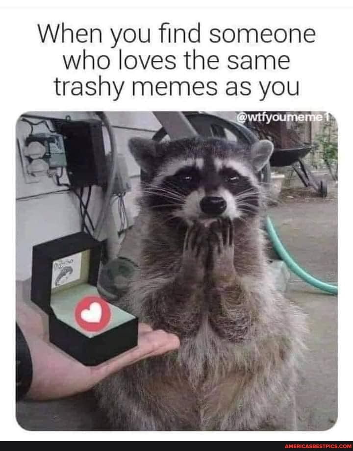 when-you-find-someone-who-loves-the-same-trashy-memes-as-you-wtfyo
