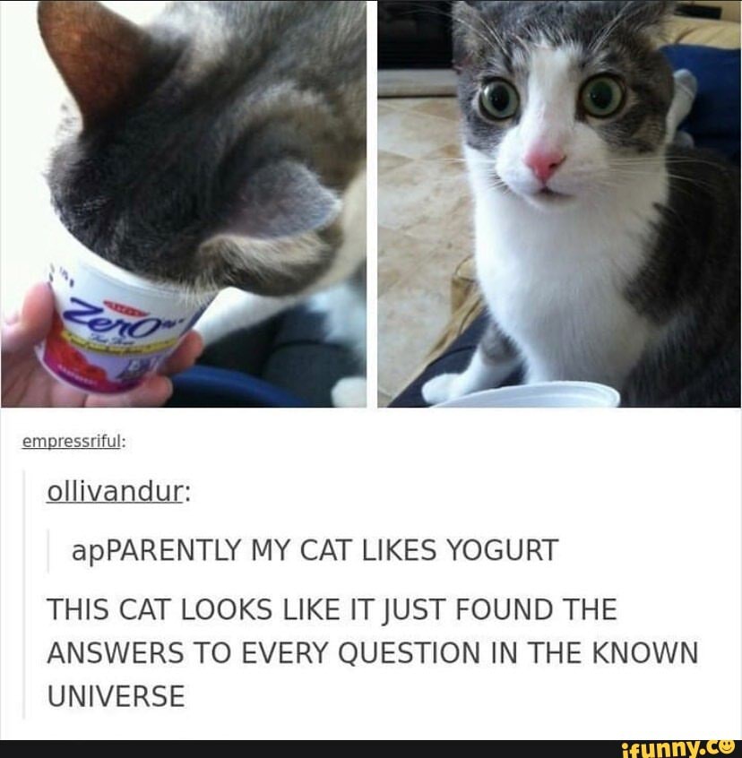 cat likes yogurt