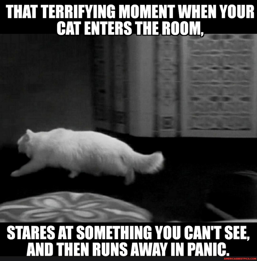 THAT TERRIFYING MOMENT WHEN YOUR CAT ENTERS THE ROOM, _
STARES AT SOMETHING YOU CAN'T SEE,
AND THEN RUNS AWAY IN PANIC.