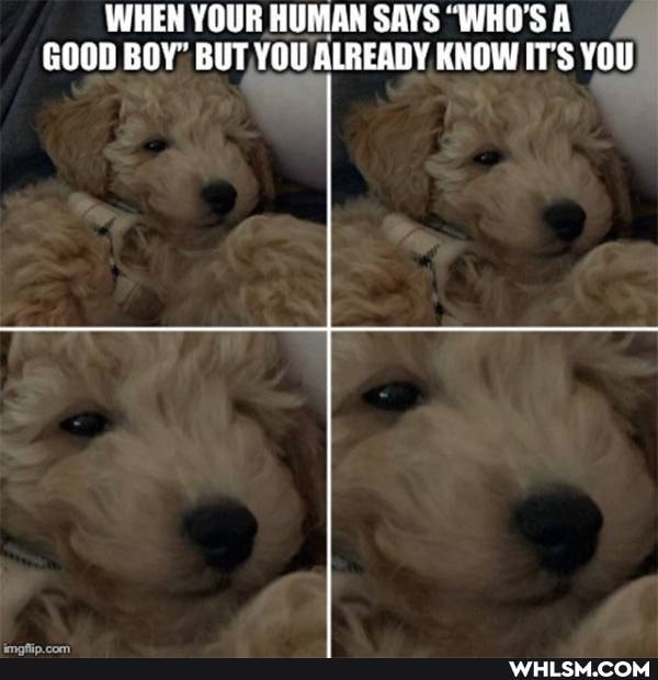 WHEN YOUR HUMAN SAYS "WHO'S A GOOD BOY" BUT YOU ALREADY KNOW IT'S YOU