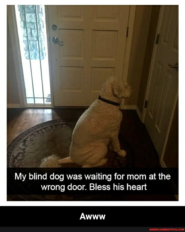 My blind dog was waiting for mom at the wrong door. Bless his heart
Awww - Awww