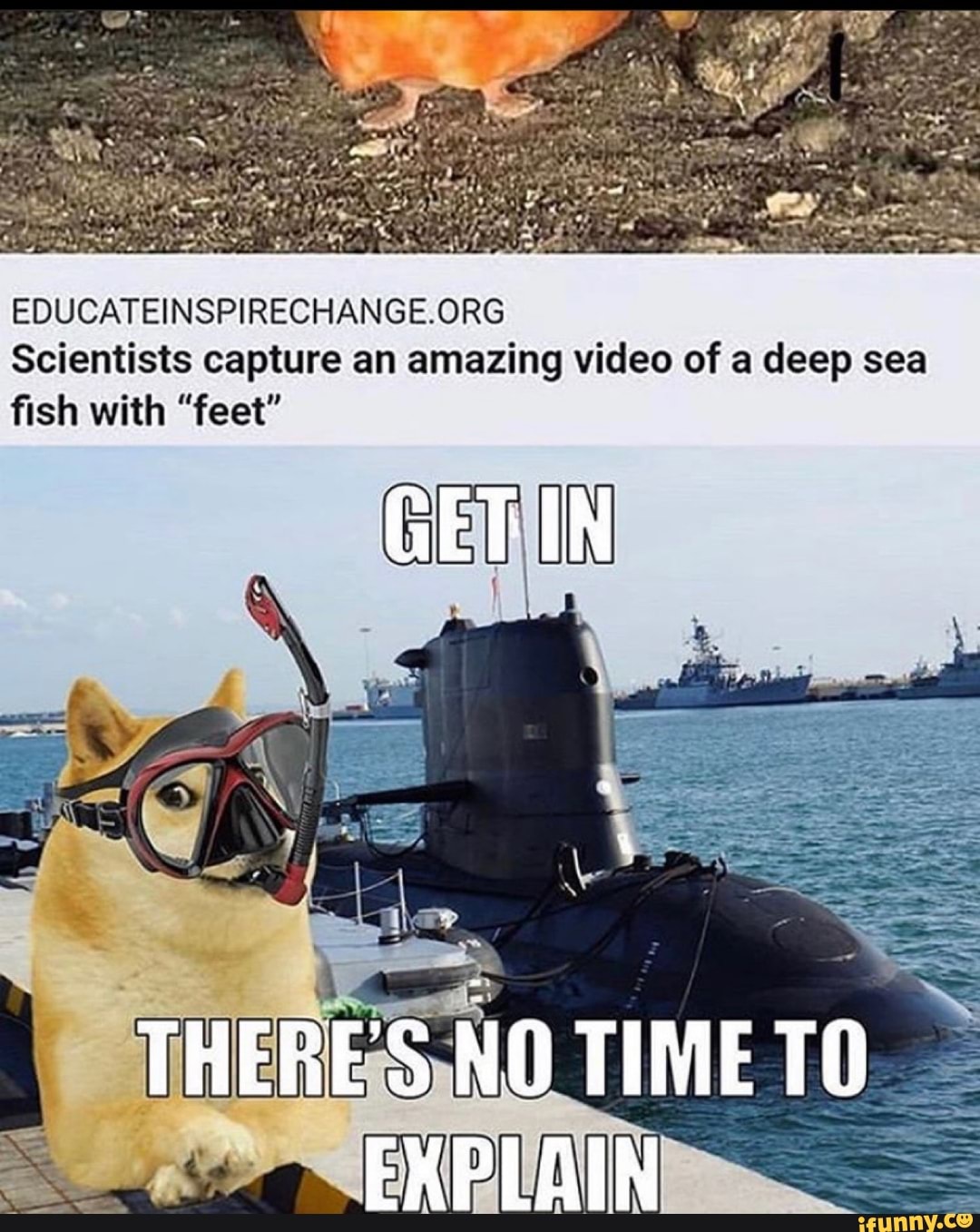 Scientists capture an amazing video of a deep sea fish with "feet"
GET IN
THERE'S NO TIME TO