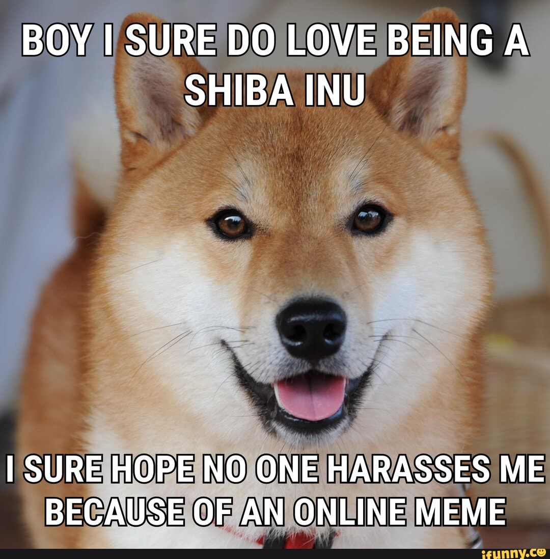 BOY SURE DO LOVE BEING A SHIBA INU
I SURE HOPE NO ONE HARASSES ME BECAUSE OF AN ONLINE MEME