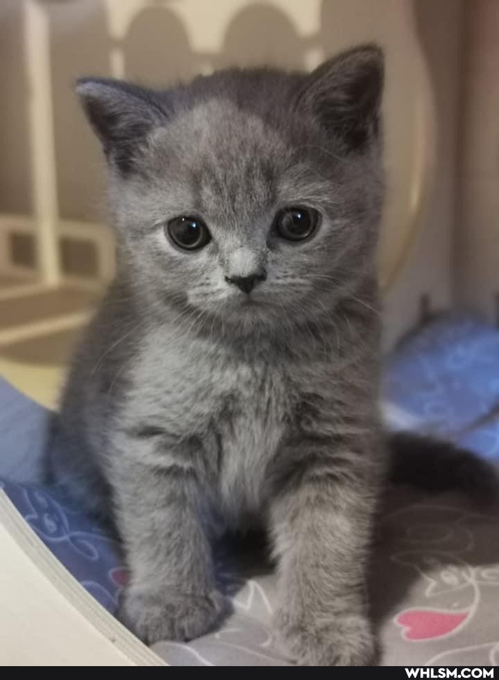 funny, kittens, love, beautiful