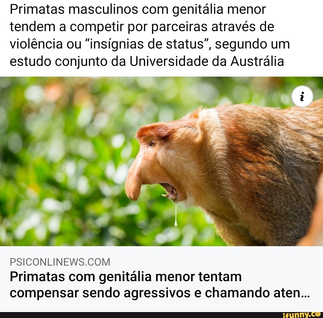Primatas masculinos com genitália menor tendem a competir por parceiras através de violência ou "insígnias de status", segundo um estudo conjunto da Universidade da Austrália
Primatas com genitália menor tentam compensar sendo agressivos e chamando aten...