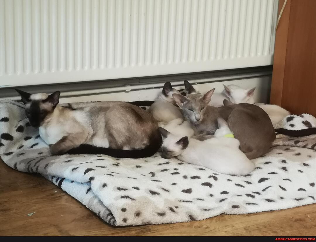 siamese_cats, cats, animal, we_are_siamese_if_you_please