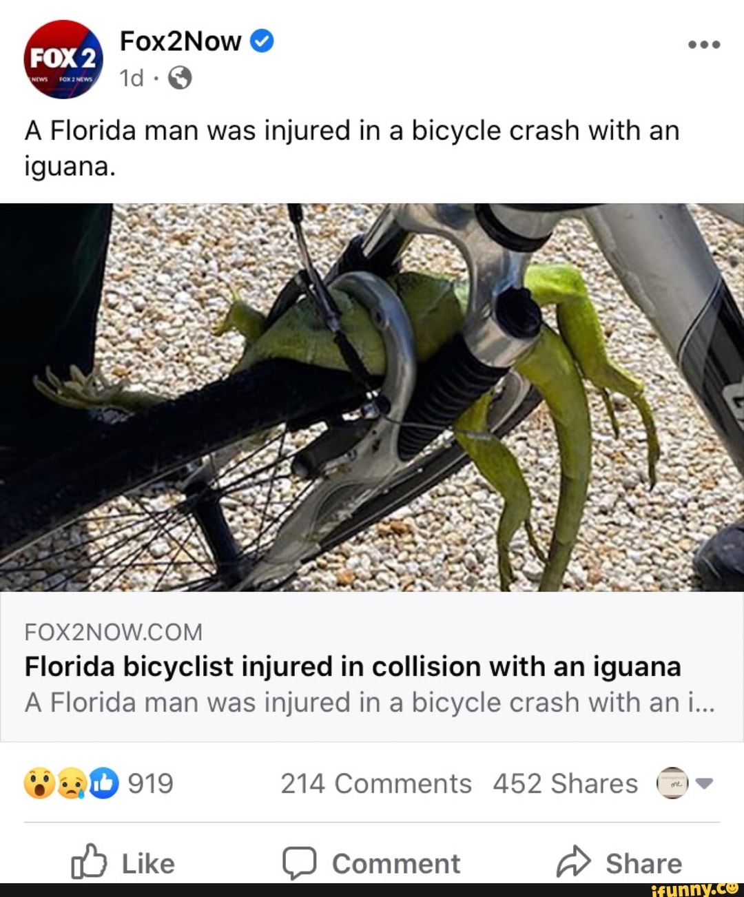 A Florida man was injured in a bicycle crash with an iguana. FOX2NOW