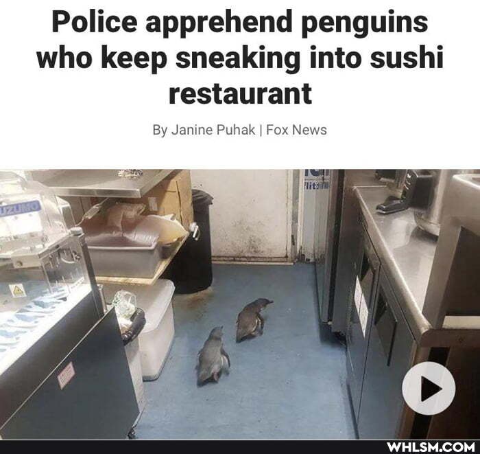 Police apprehend penguins who keep sneaking into sushi restaurant
By Janine Puhak I Fox News