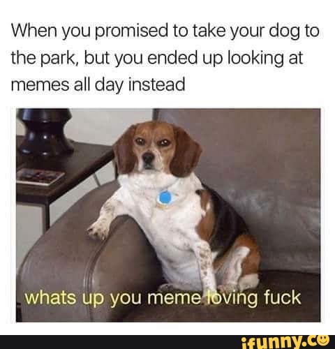 When you promised to take your dog to the park, but you ended up looking at memes all day instead
whats up you memeving fuck