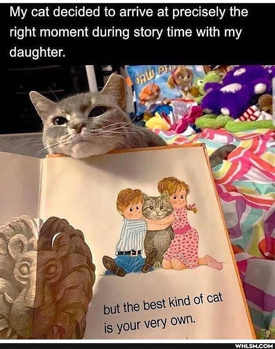 My cat decided to arrive at precisely the right moment during story time with my daughter.
st kind of cat ry Own.
but the be is your ve