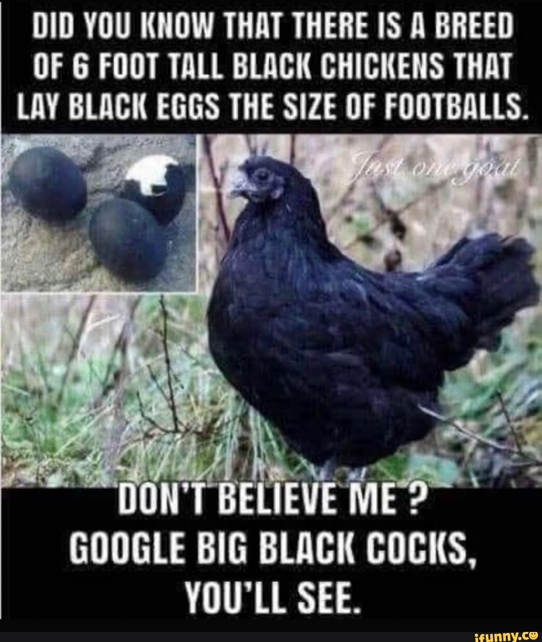 DID YOU KNOW THAT THERE IS A BREED OF FOOT TALL BLACK CHICKENS THAT LAY BLACK EGGS THE SIZE OF FOOTBALLS.
GOOGLE BiG BLACK COCKS,
YOU'LL SEE.