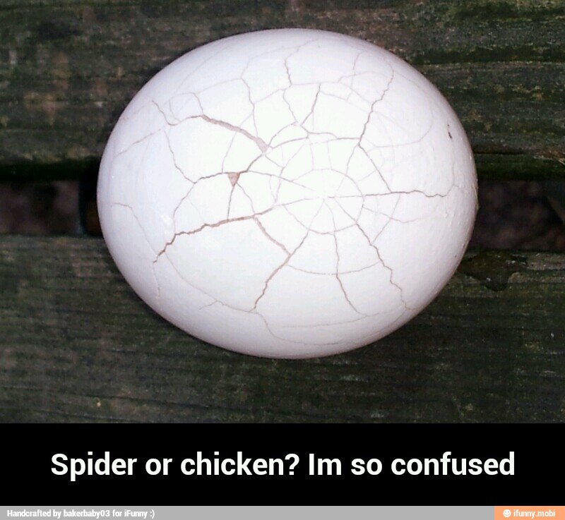 Spider or chicken? Im so confused - Spider or chicken? Im so confused
