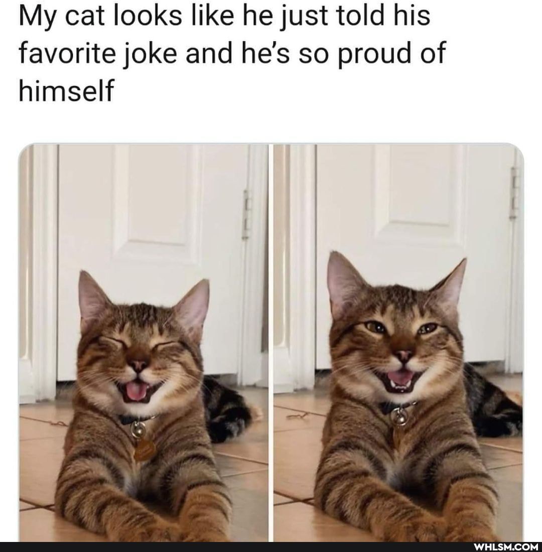 My cat looks like he just told his favorite joke and he's so proud of
himself