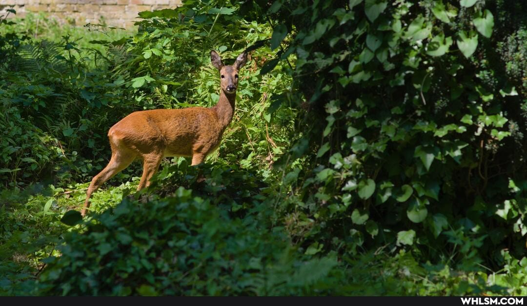 photography, deer, cemetery