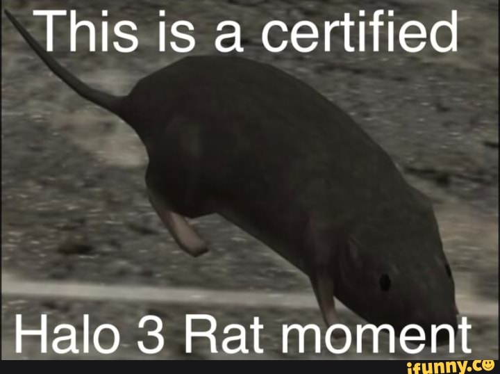 This is a certified
Halo 3 Rat moment