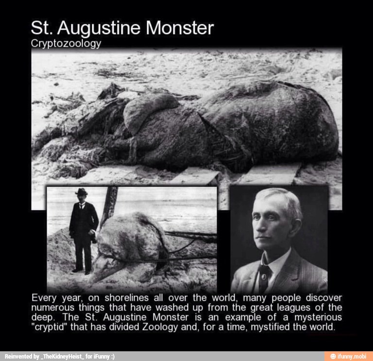 St. Augustine Monster
Cryptozoology
Every year,
I
on shorelines all over the
wort
a
people
numerous things that have washed up from the great leagues of the
deep. The St. Augustine Monster is an example of a mysterious
"cryptid" that has divided Zoology and, for a time, mystified the world.