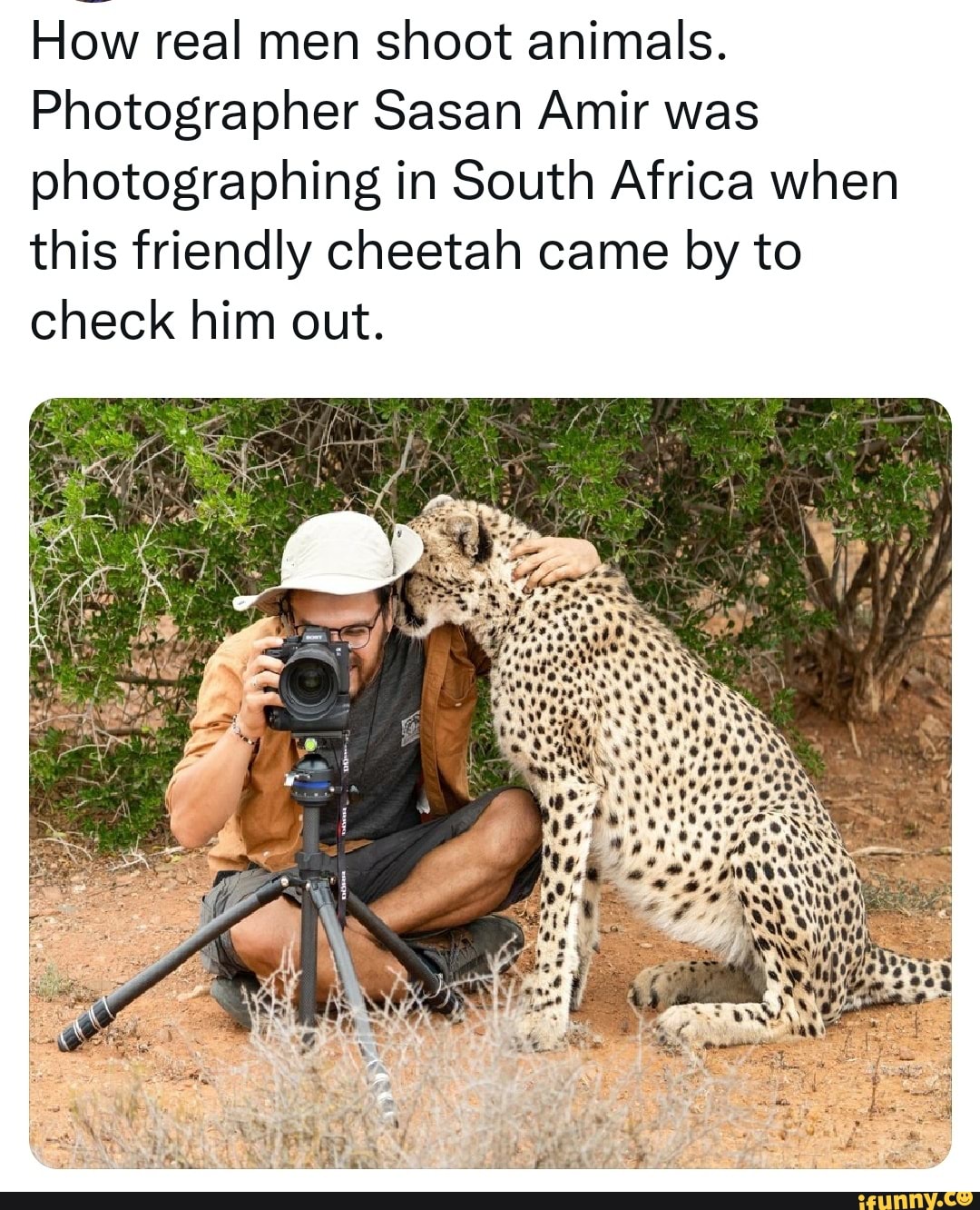 How real men shoot animals. Photographer Sasan Amir was photographing in  South Africa when this friendly cheetah came by to check him out. -  