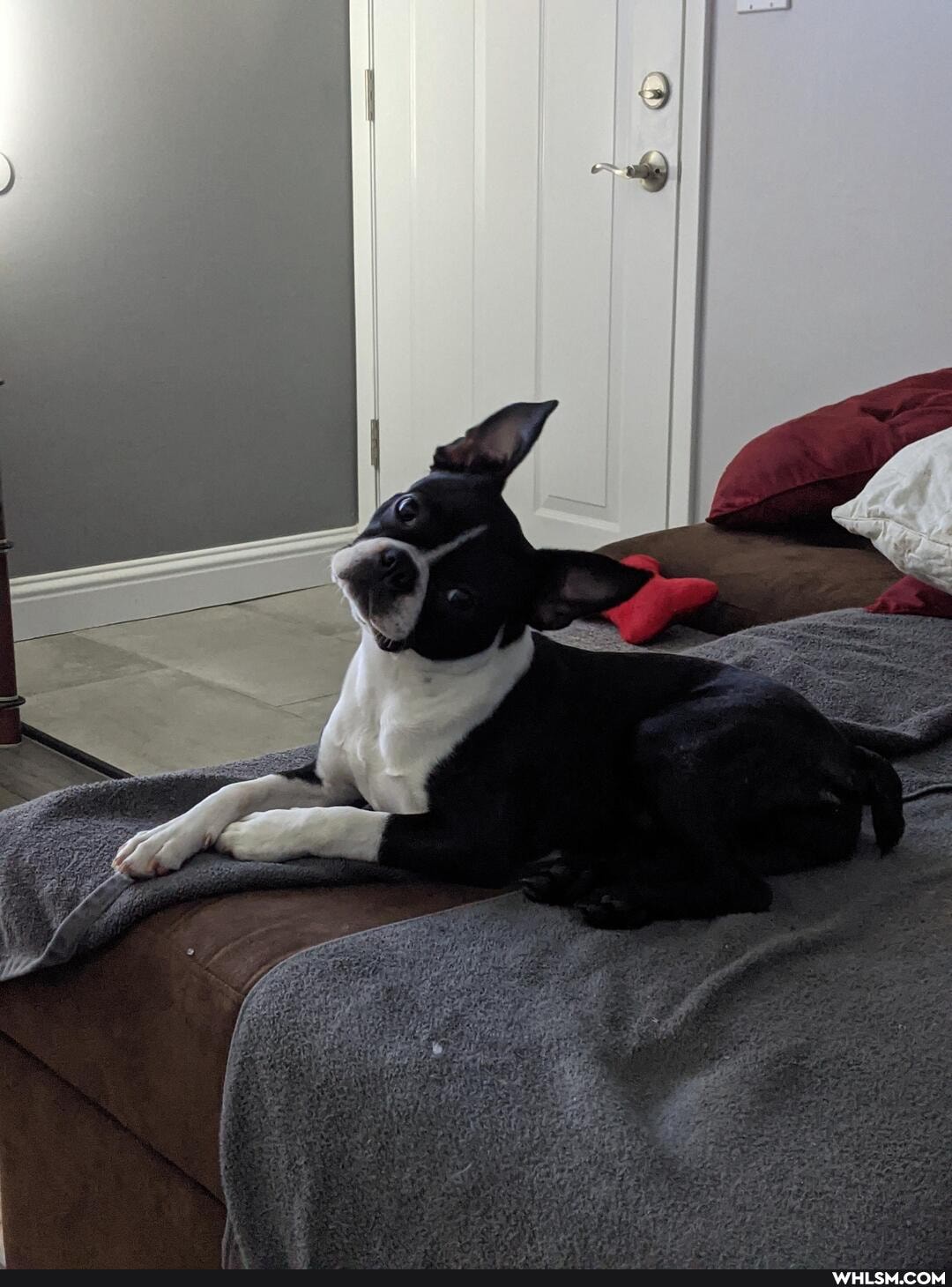 boston_terrier, aww, puppy
