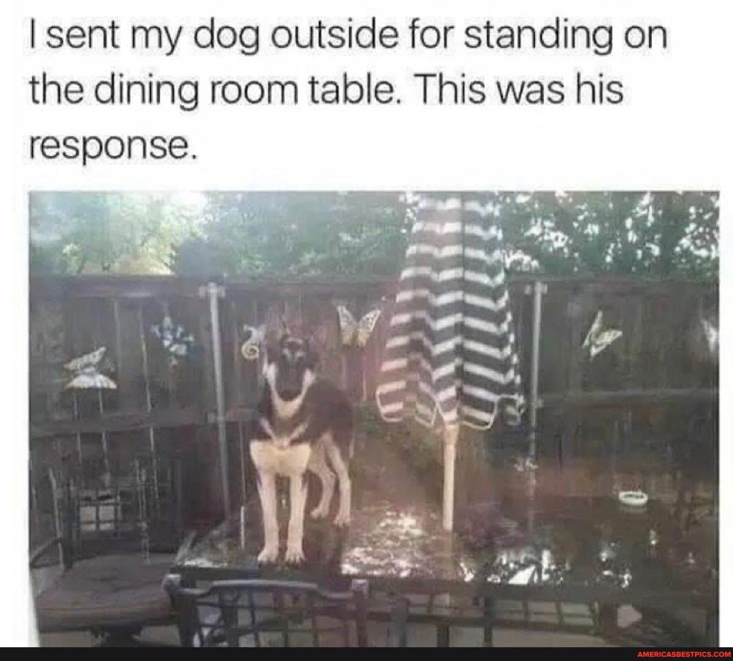 sent my dog outside for standing on the dining room table. This was his response.