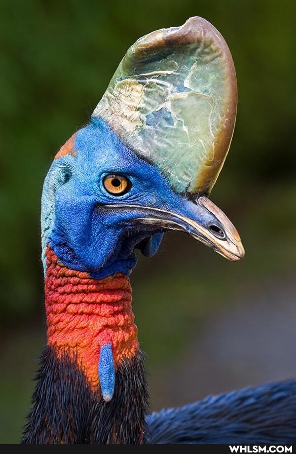 mildly_interesting, birds