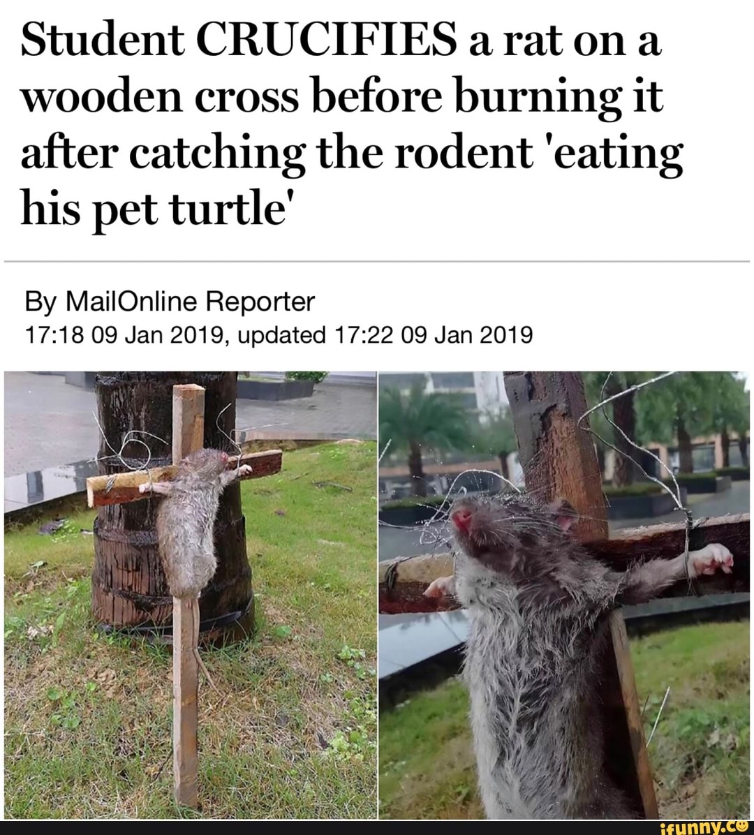 Student crucifies a rat