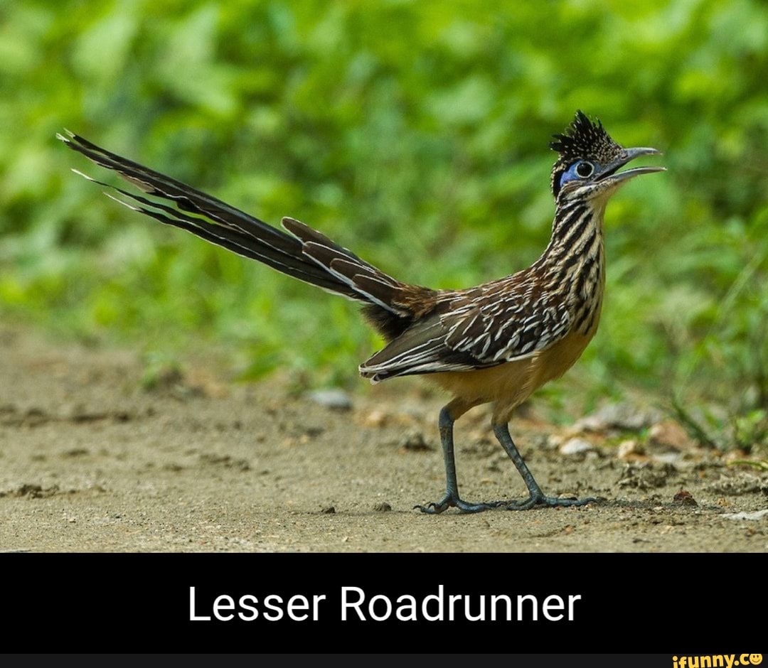 Greaterroadrunner memes. Best Collection of funny