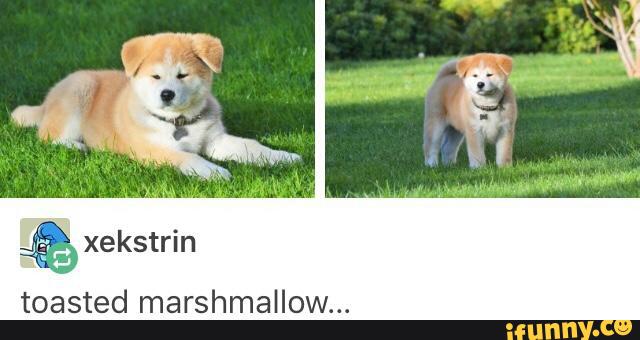 Toasted Marshmallow Ifunny