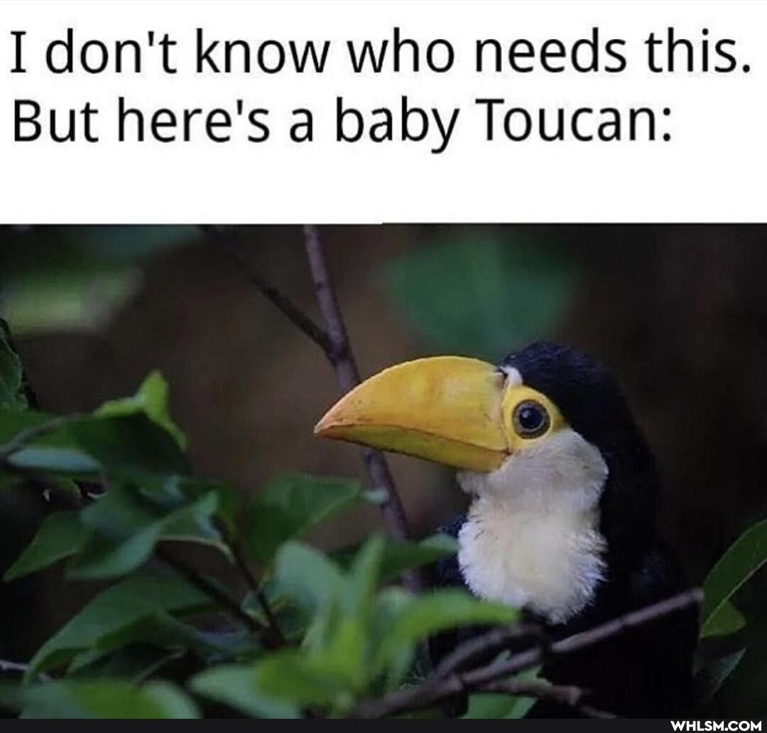 I don't know who needs this.
But here's a baby Toucan: