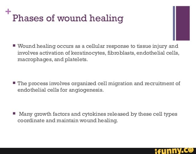 Phases of wound healing II - Wound healing occurs as a cellular ...