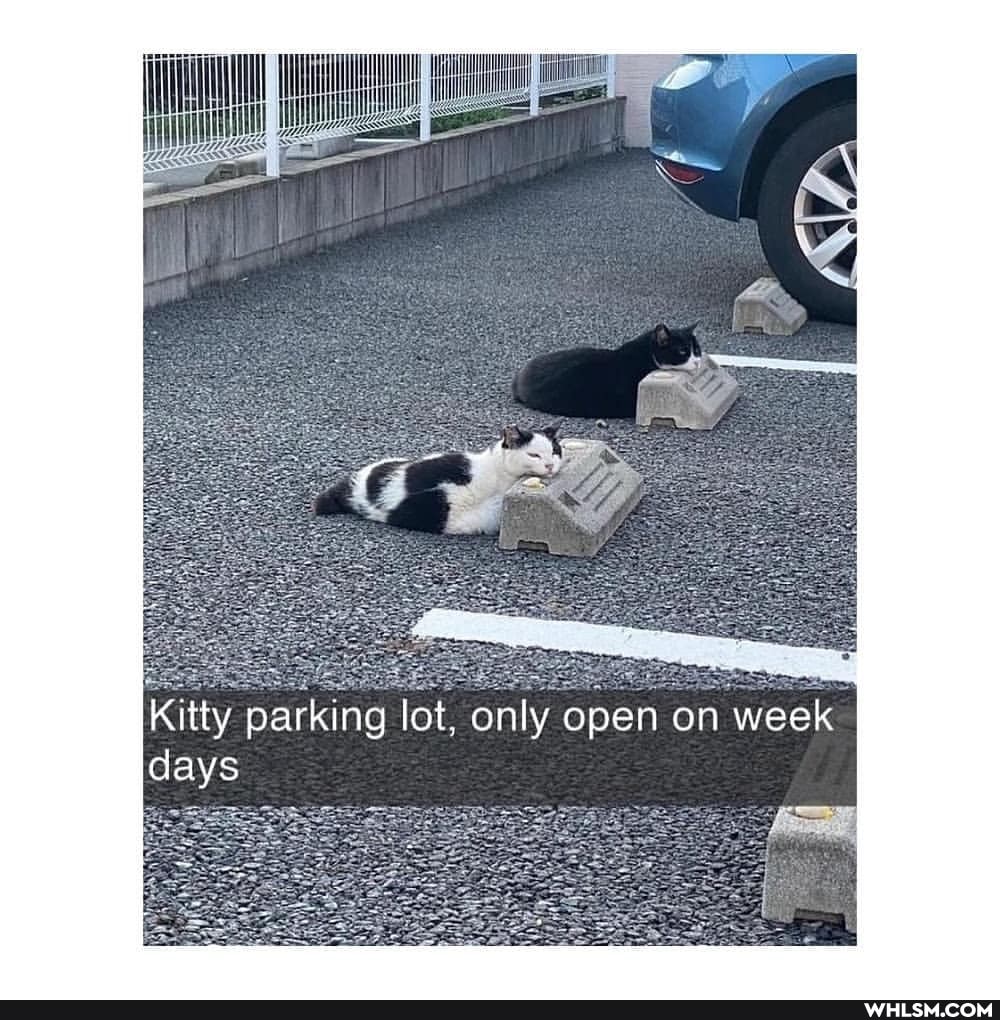 Kitty parking lot, only open on week days