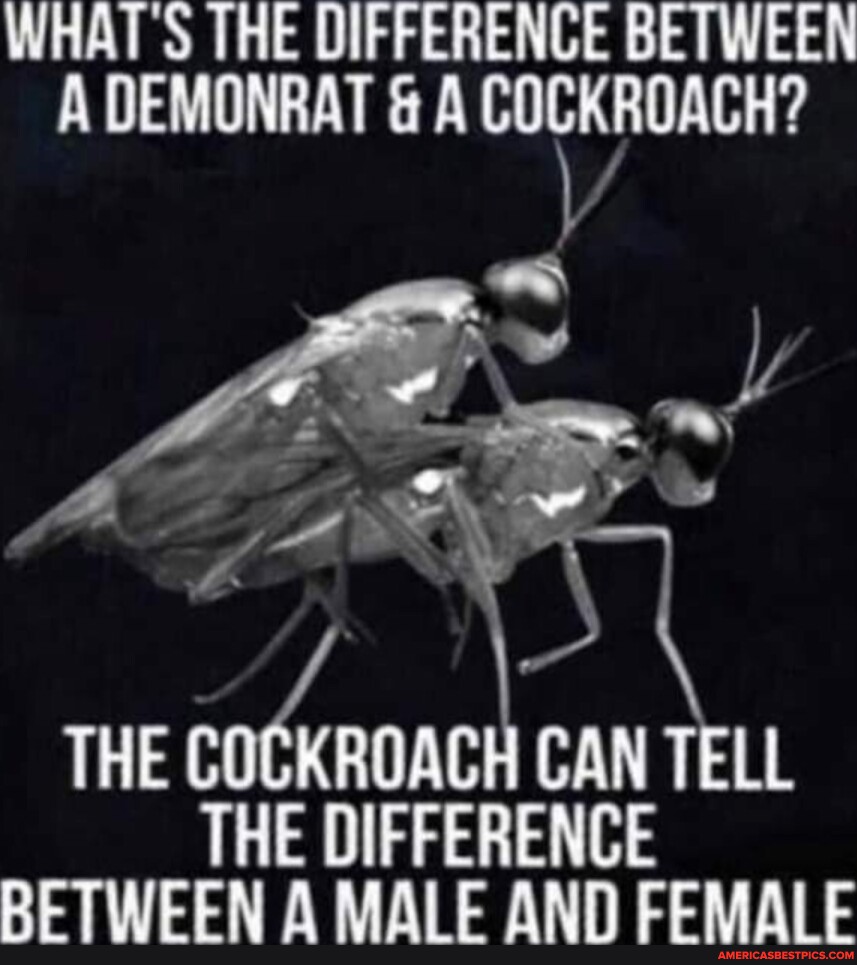 WHAT'S THE DIFFERENCE BETWEEN A DEMONRAT & A COCKROACH? THE COCKROACH