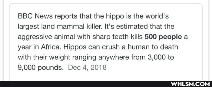 BBC News reports that the hippo is the world's largest land mammal killer. It's estimated that the aggressive animal with sharp teeth kills 500 people a year in Africa. Hippos can crush a human to death with their weight ranging anywhere from 3,000 to
9,000 pounds. Dec 4, 2018