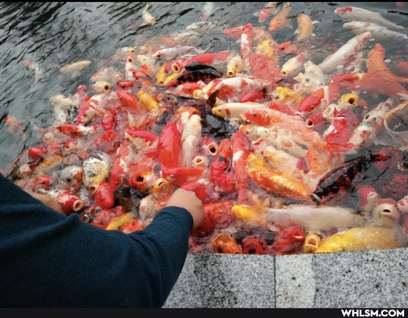fish, singing