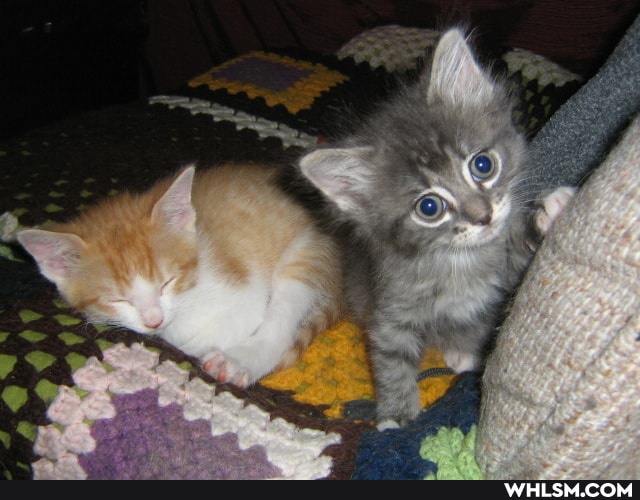 cat, help, advice_animals, cute_cat