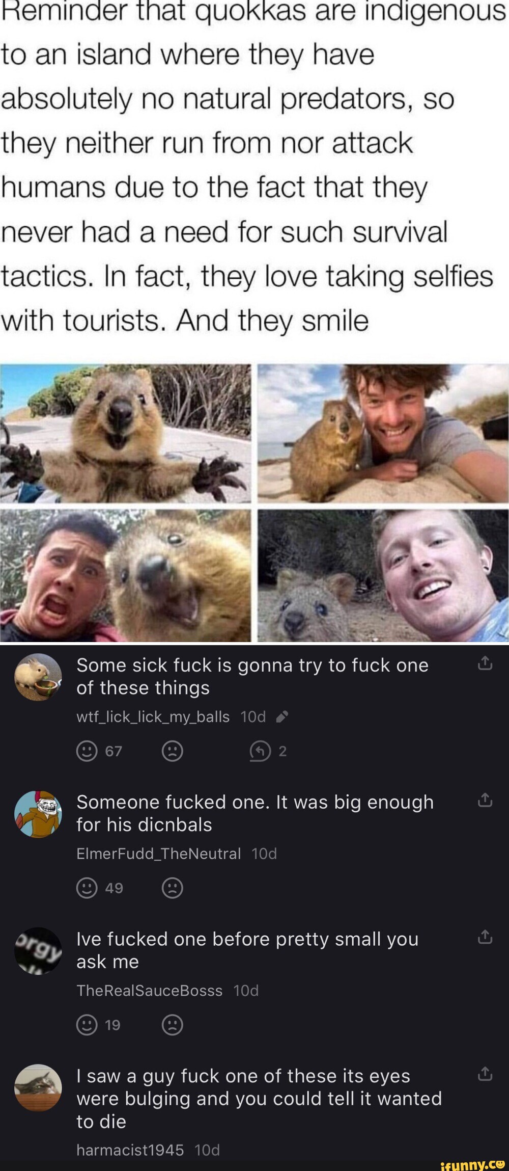 Neminaer that QUOKKaS are Indigenous to an island where they have  absolutely no natural predators, so