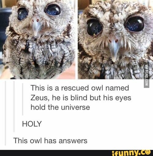 This is a rescued owl named
Zeus, he is blind but his eyes
hold the universe
This owl has answers