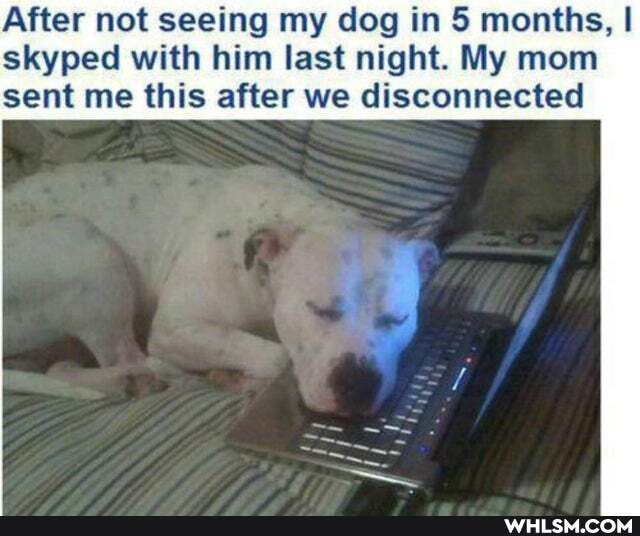 After not seeing my dog in months, I skyped with him last night. My mom
sent me this after we disconnected