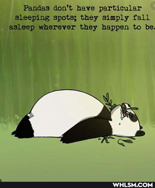 Pandas don't have particular
Sleeping spots; they simply fall asleep wherever they happen to be.