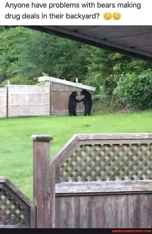 Anyone have problems with bears making drug deals in their backyard?
