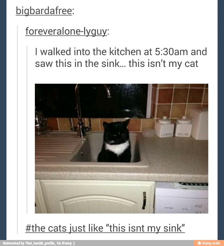 bigbardafree:
foreveralone-lyguy:
I walked into the kitchen at 5:30am and
saw this in the sink... this isn't my cat
#the cats just like "this isnt my sink"